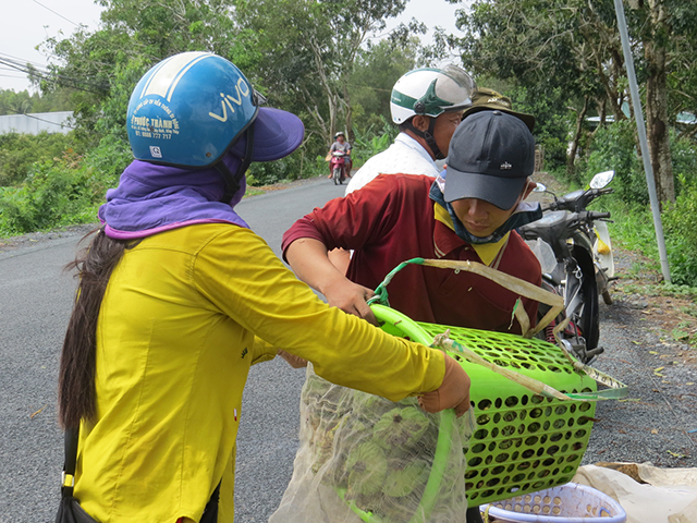 Hiệu quả chuyển đổi từ trồng lúa sang trồng sen