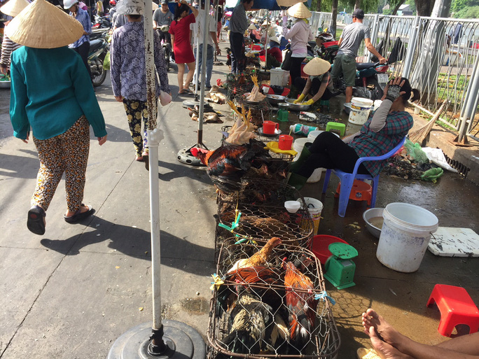 Giá gà công nghiệp xuống thấp kỷ lục, người nuôi lỗ nặng