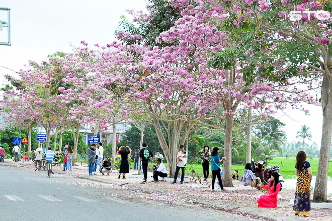 Mùa kèn hồng lại nở