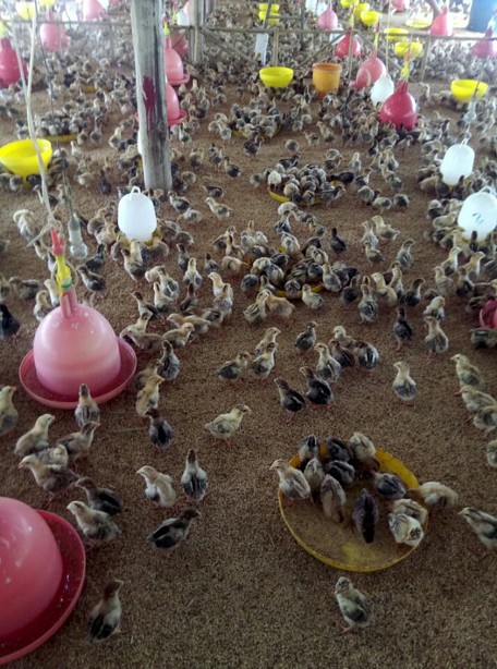 Đừng chủ quan với dịch cúm gia cầm A/H5N6!