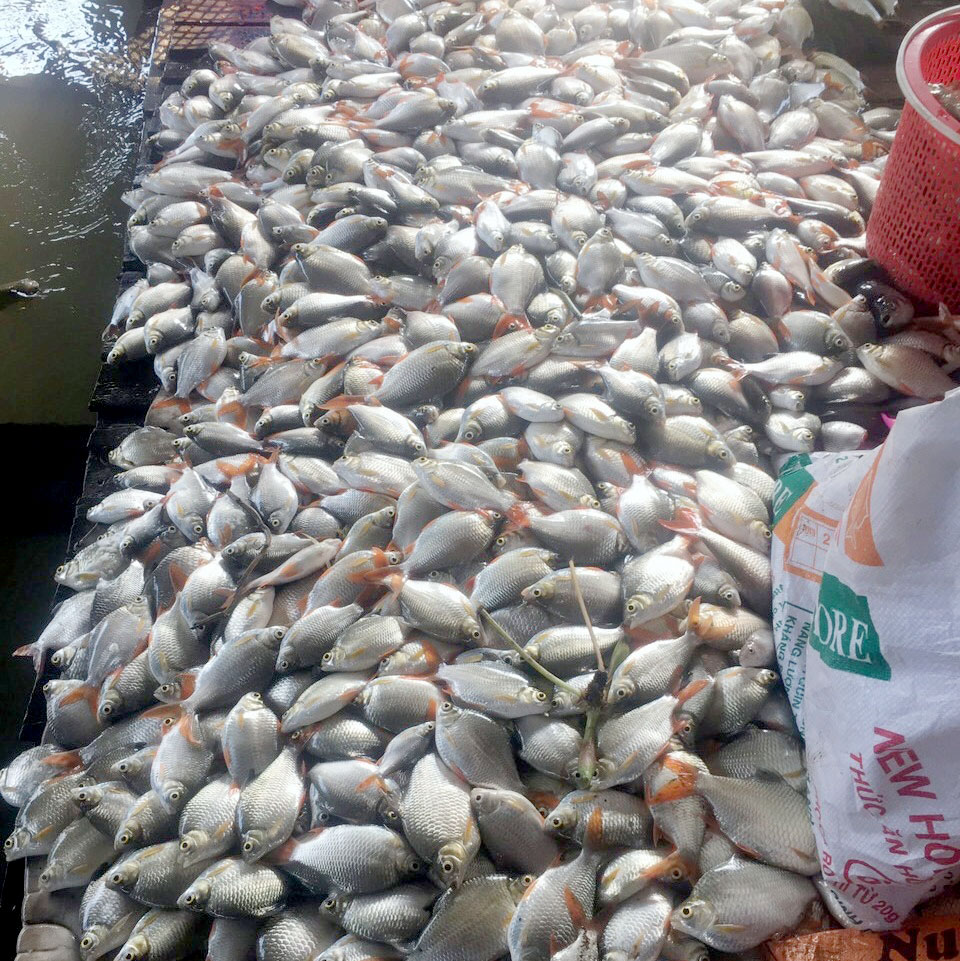 Vận động di dời các bè nuôi cá trên khu vực sông Cái Vừng