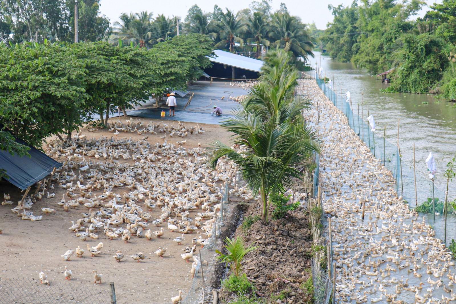 Cần Thơ chủ động phòng tránh bệnh cúm gia cầm