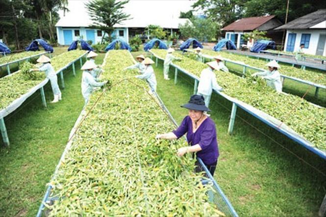 Những thành tựu nổi bật nâng cao vị thế ngành y tế Việt Nam