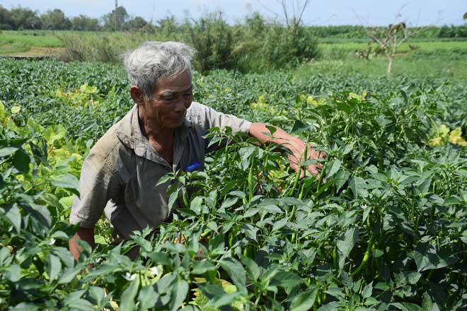 Nông dân Quảng Nam thấp thỏm vì vụ ớt rớt giá