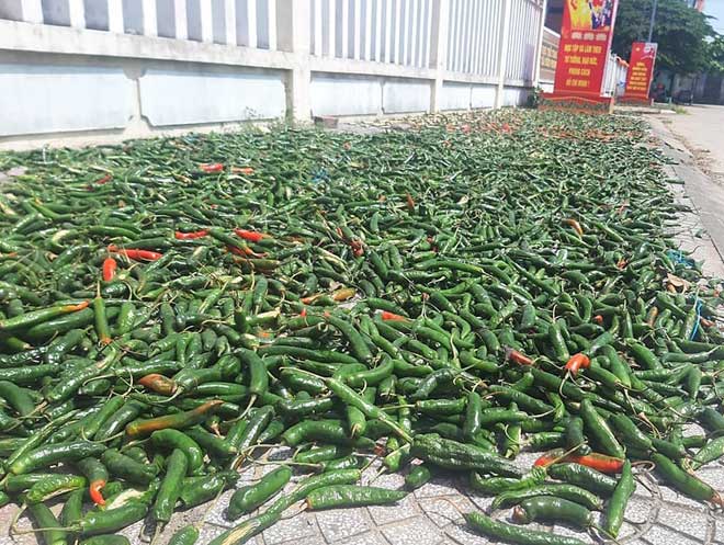 Nông dân Quảng Nam thấp thỏm vì vụ ớt rớt giá