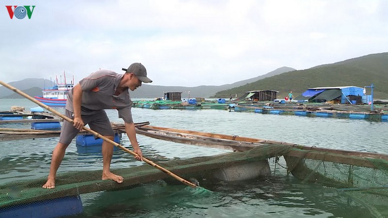 Phú Yên quy hoạch vùng nuôi thủy sản bền vững