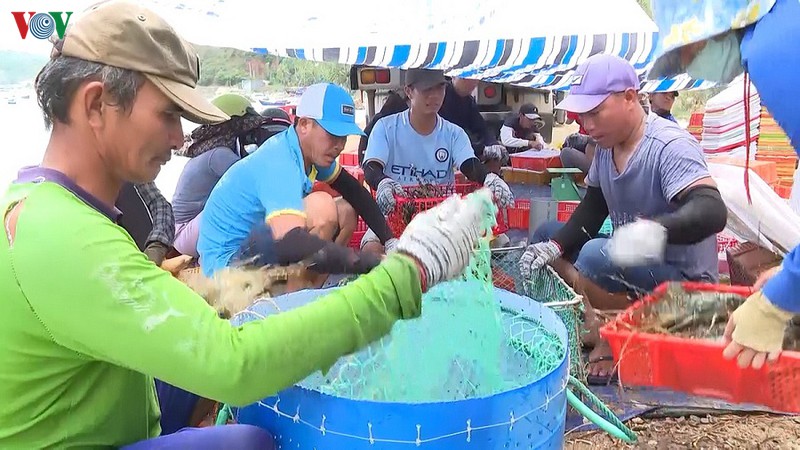 Phú Yên quy hoạch vùng nuôi thủy sản bền vững