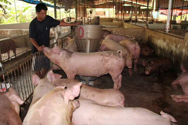 Giá heo hơi hôm nay 27-2: Miền Bắc lợn to 81.000 đ/kg, dân khó tái đàn