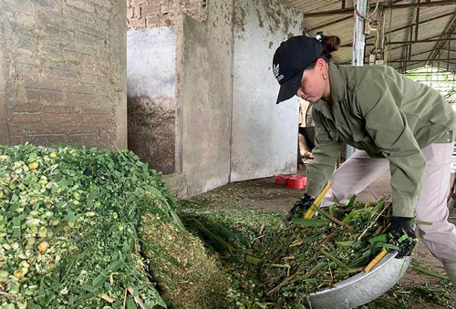 Hoa Kỳ giúp nông dân ứng dụng phần mềm quản lý thức ăn chăn nuôi