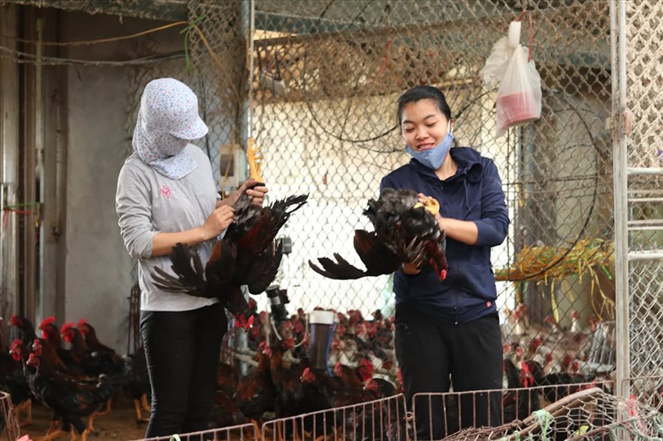 Giá gia cầm hôm nay 3-3: Vịt thịt 25.000-27.000 đ/kg, dân lỗ nặng