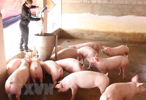 Hiệp định EVFTA: Hướng đi nào cho ngành chăn nuôi Việt Nam