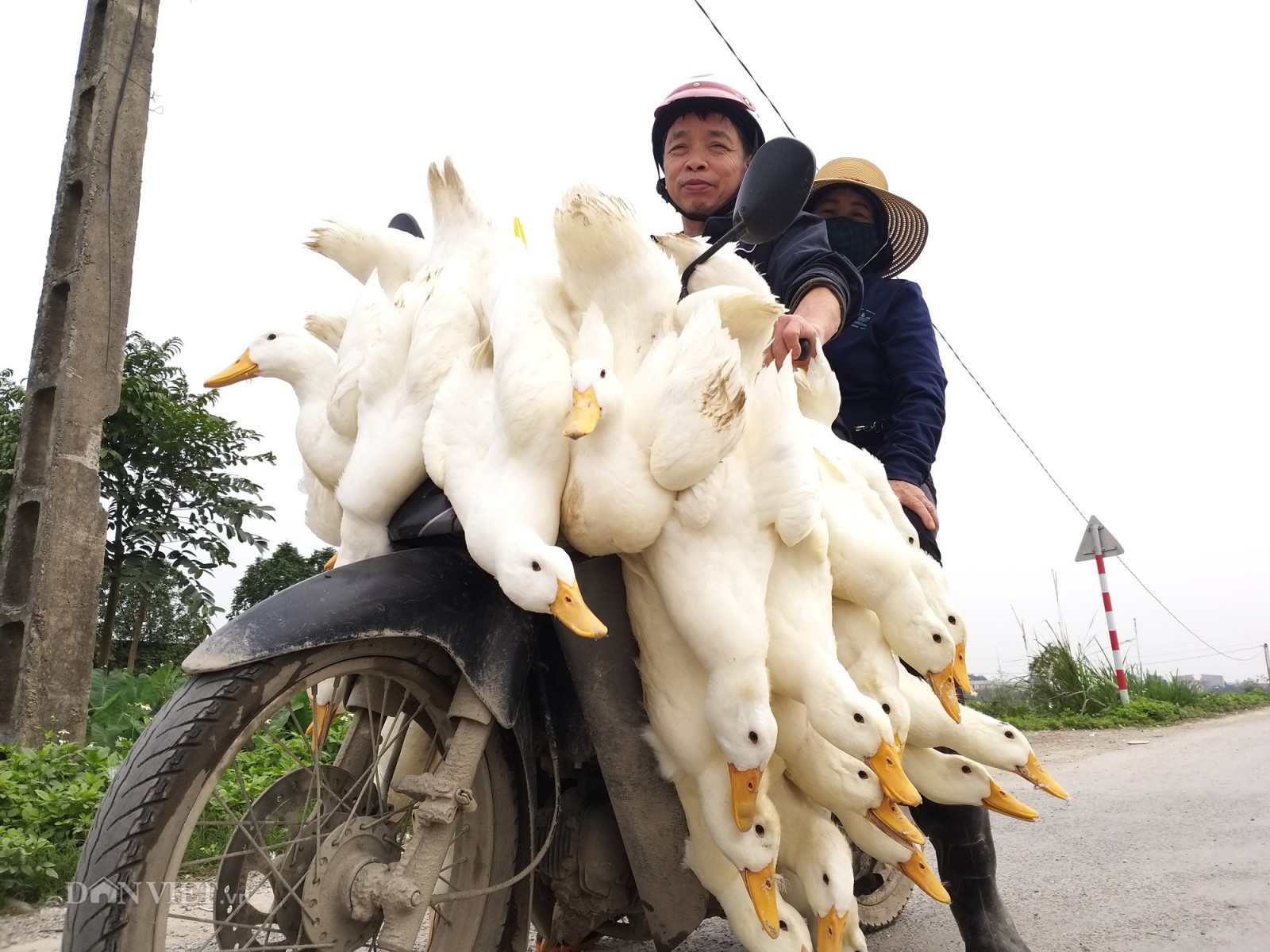 Giá gia cầm hôm nay 10-3: "Thượng đế" đua nhau mua gà, vịt tích trữ ăn dần