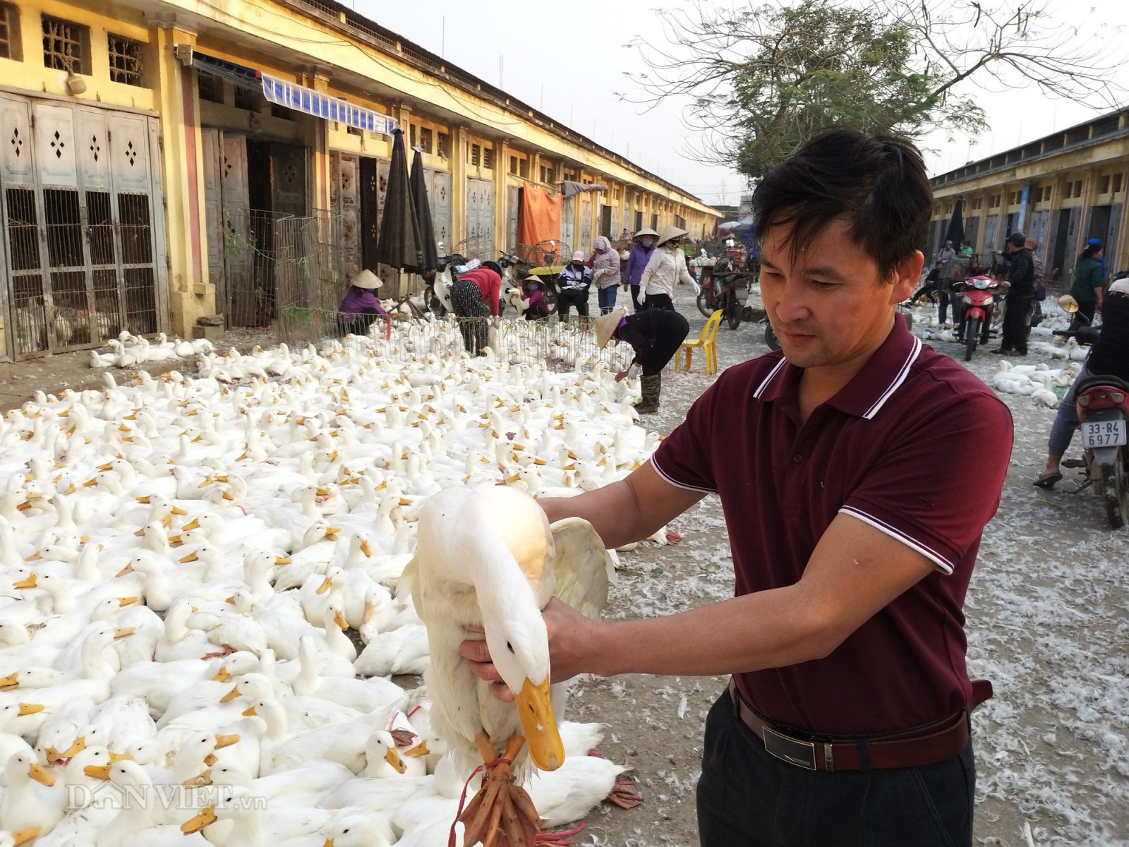 Giá gia cầm hôm nay 10-3: "Thượng đế" đua nhau mua gà, vịt tích trữ ăn dần