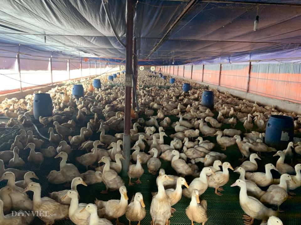 Giá gia cầm hôm nay 10-3: "Thượng đế" đua nhau mua gà, vịt tích trữ ăn dần