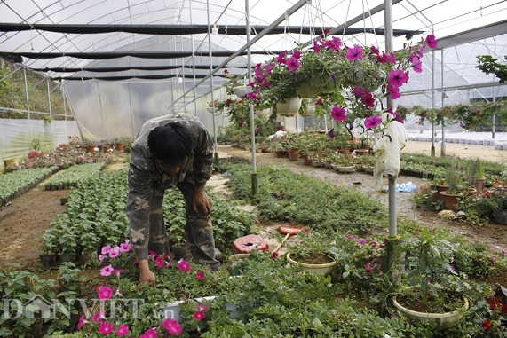 Cho hoa ở trong nhà kính, lãi hơn 200 triệu đồng mỗi năm