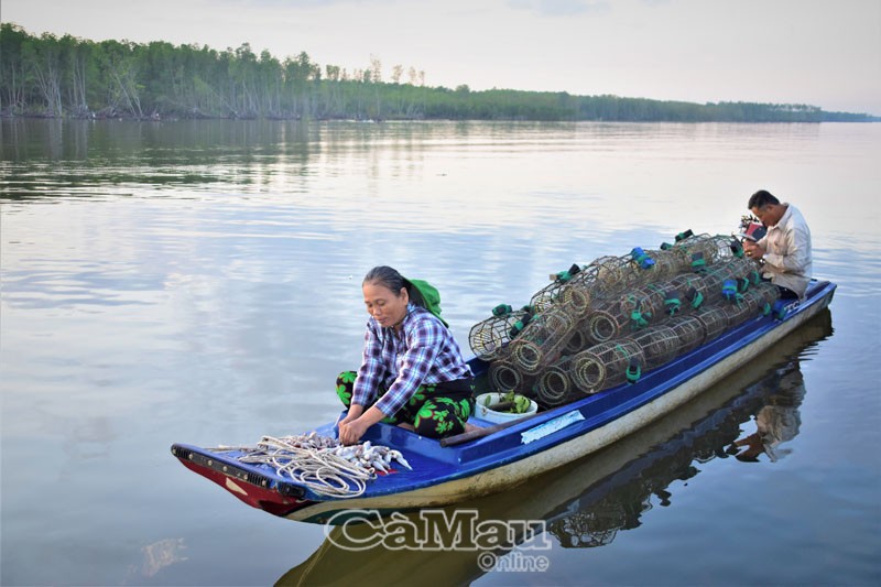 Kỳ thú săn loài cua đá bán đắt tiền ở hòn Đá Bạc tỉnh Cà Mau