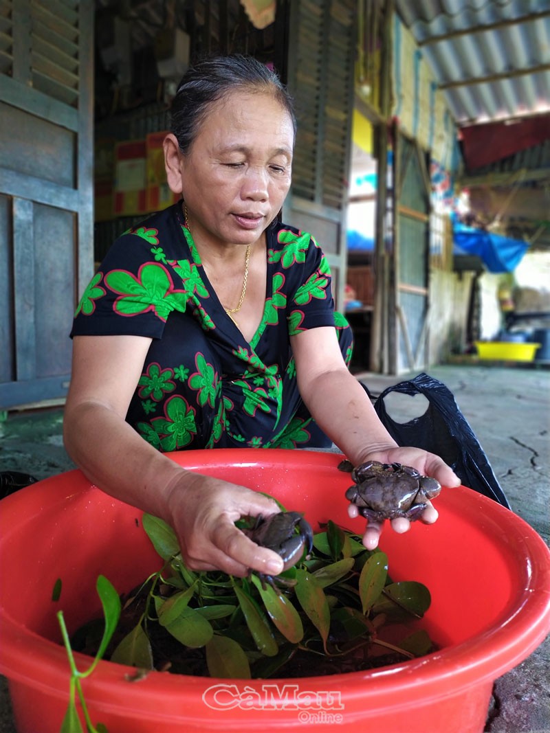 Kỳ thú săn loài cua đá bán đắt tiền ở hòn Đá Bạc tỉnh Cà Mau