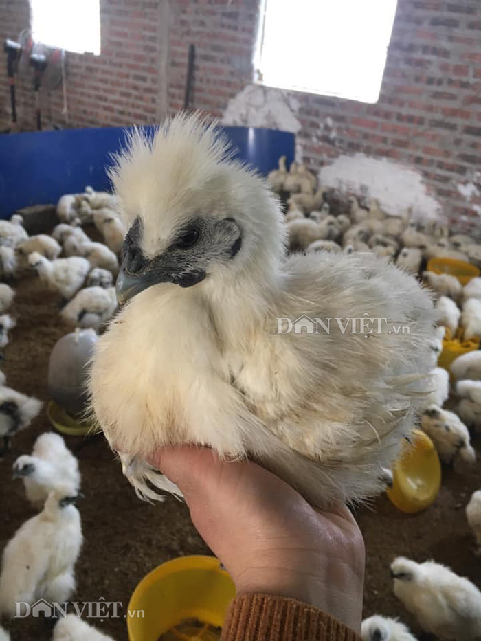 Ế ẩm vì dịch Covid-19, người nuôi gà tiến vua "kêu cứu"