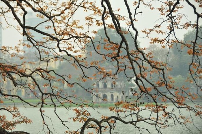 Hà Nội mùa cây thay lá