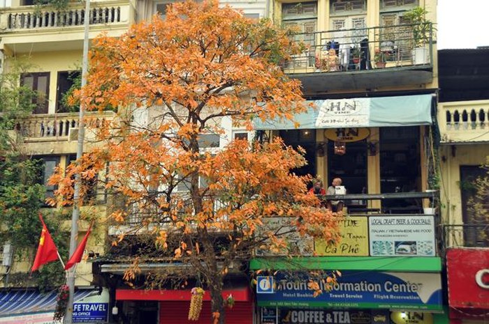 Hà Nội mùa cây thay lá