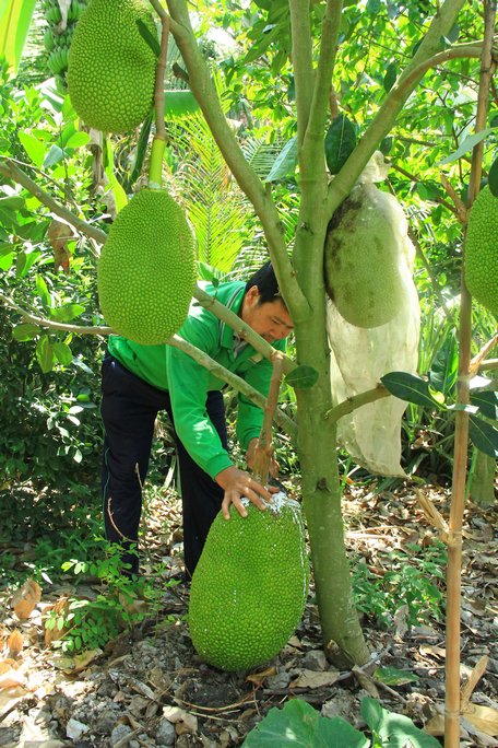 Rợp cây trái giữa Đồng Tháp Mười