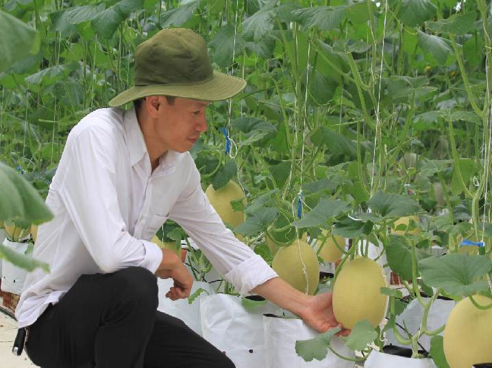 Đà Nẵng: Vườn rau thủy canh xanh mướt bạc tỷ của kỹ sư cầu đường