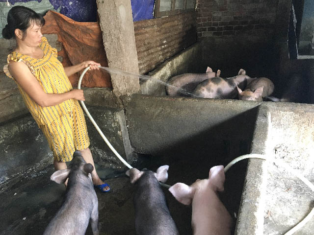 Giá heo hơi hôm nay 24-3: Heo hơi hút hàng, nhà nông liều tái đàn