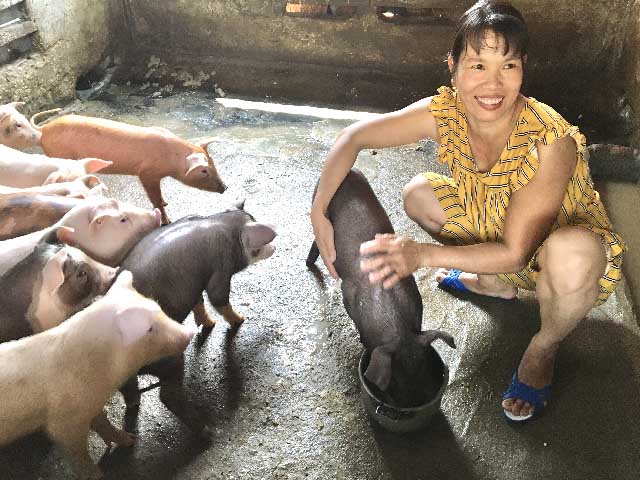Giá heo hơi hôm nay 24-3: Heo hơi hút hàng, nhà nông liều tái đàn