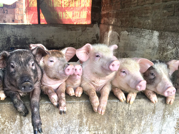 Giá heo hơi hôm nay 24-3: Heo hơi hút hàng, nhà nông liều tái đàn