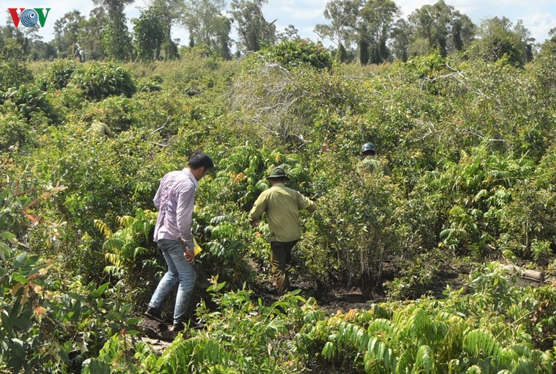“Canh lửa” nơi đất rừng U Minh hạ
