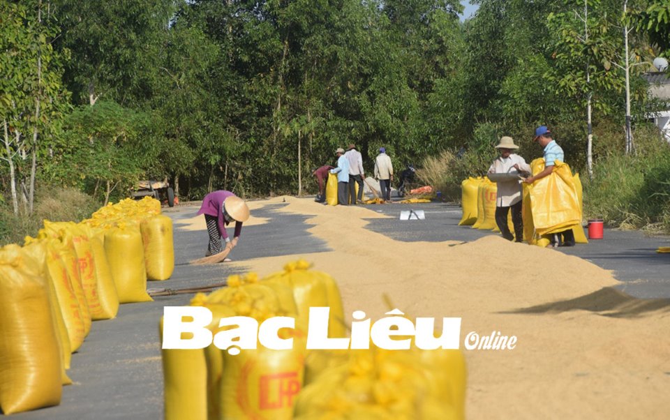 Bạc Liêu: Góp phần đảm bảo an ninh lương thực quốc gia