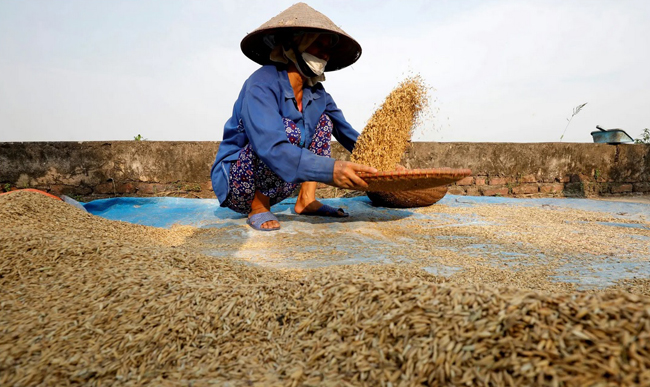 FAO cảnh báo COVID-19 có thể gây thiếu lương thực toàn cầu