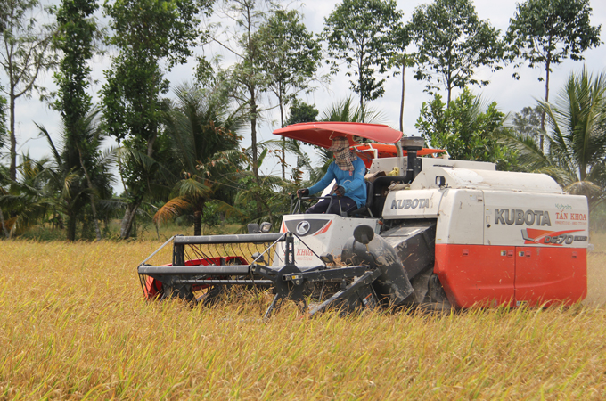 Sau lệnh tạm dừng xuất khẩu gạo: Giá lúa giảm khoảng 200 đồng/kg