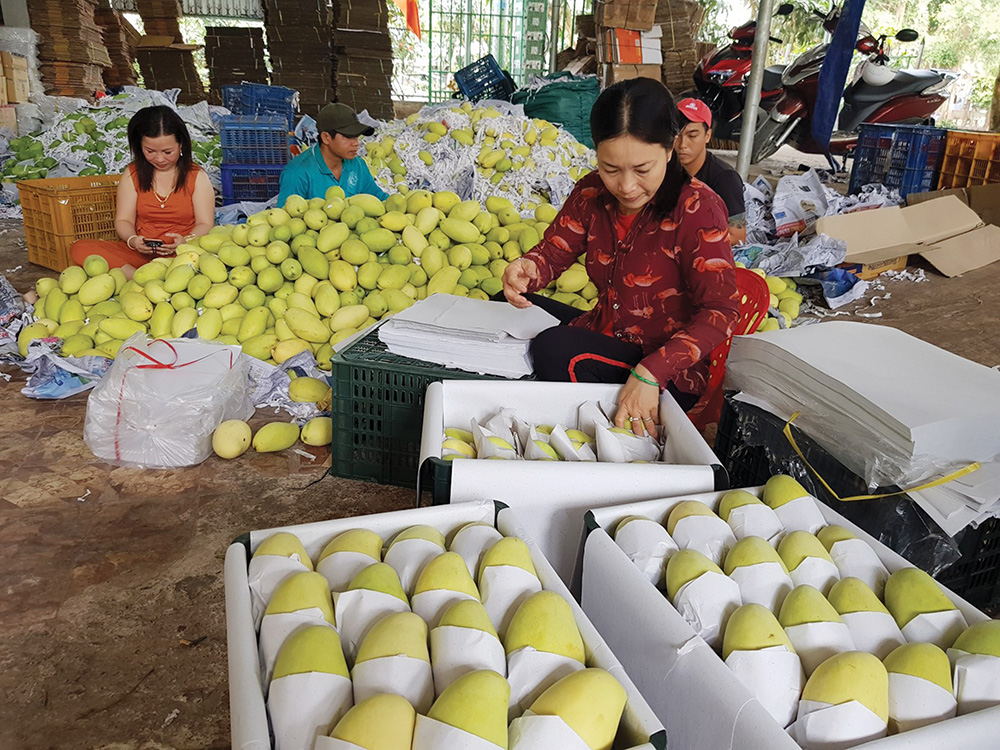 Liên kết sản xuất, hỗ trợ tiêu thụ nông sản