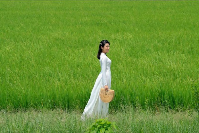 Thương mùa lúa trổ đòng đòng…