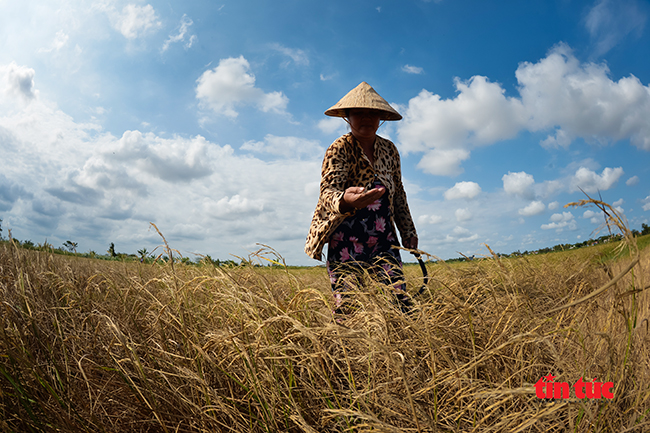 Người dân Đồng bằng sông Cửu Long gồng mình chống hạn, mặn khốc liệt