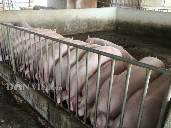 Giá heo hơi hôm nay 6-4: Công ty bán 70.000 đ/kg, dân bán cao hơn 80.000 đ/kg