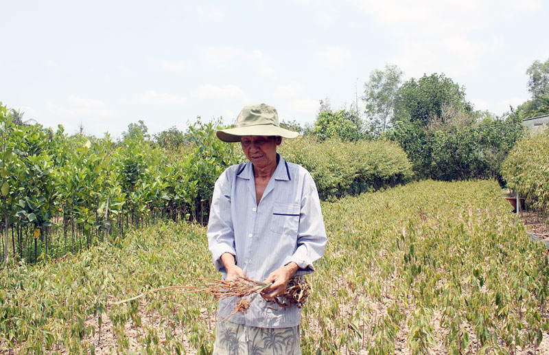 Chợ Lách thiệt hại cây giống, cây ăn trái do hạn mặn