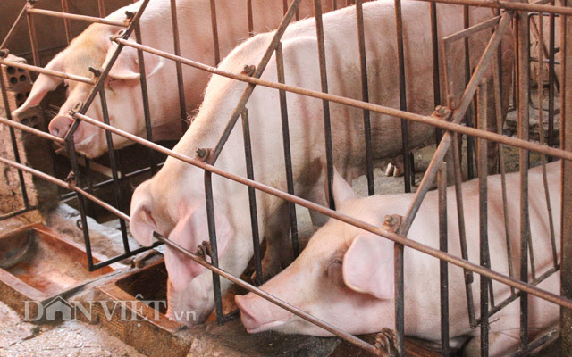 Giá heo hơi hôm nay 9-4: Giá lợn đảo ngược, cao nhất 85.000 đồng/kg