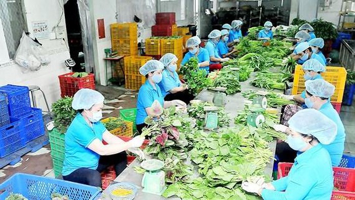 Hợp tác xã nông nghiệp liên kết vượt qua khó khăn