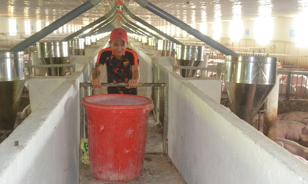 Giá heo hơi hôm nay 17-4: Tăng hẳn 10 giá, người nuôi phấn khởi