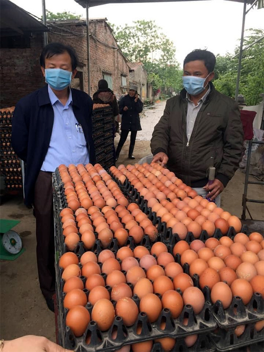 Trứng gà rẻ hơn rau, chủ trang trại lỗ chục tỷ đồng