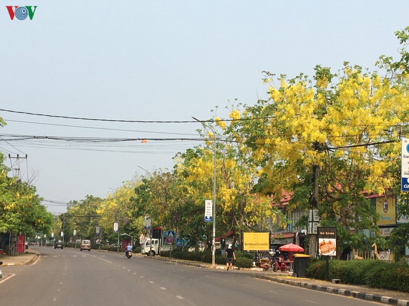 Vàng rực mùa dok khun ở đất nước Triệu Voi