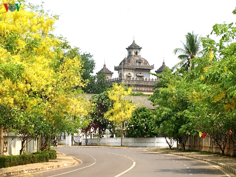 Vàng rực mùa dok khun ở đất nước Triệu Voi