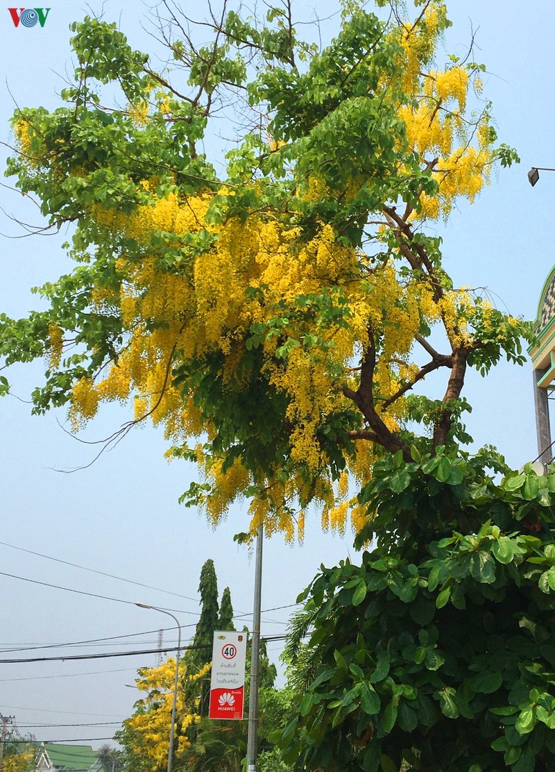 Vàng rực mùa dok khun ở đất nước Triệu Voi
