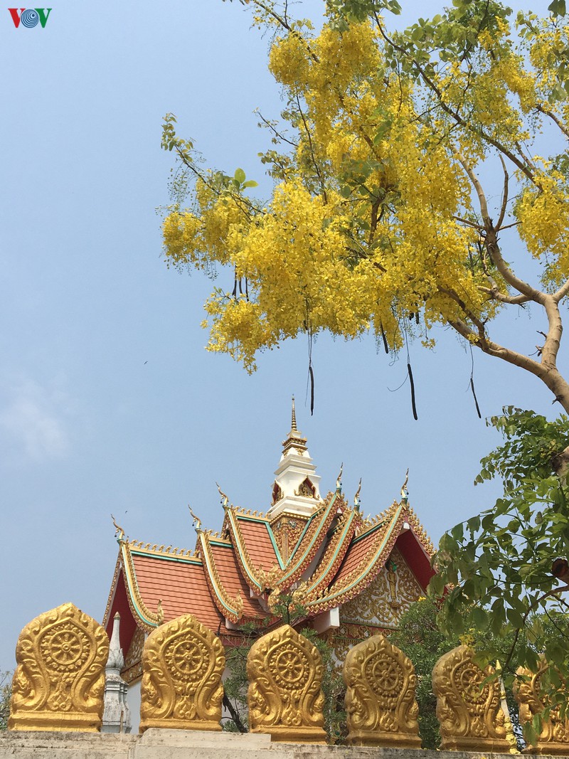 Vàng rực mùa dok khun ở đất nước Triệu Voi