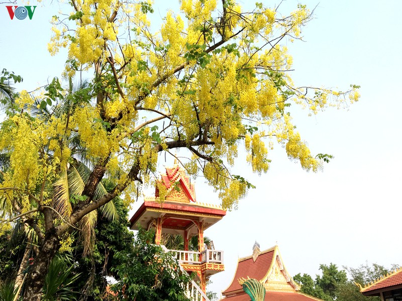 Vàng rực mùa dok khun ở đất nước Triệu Voi