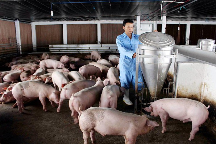 Giá heo hơi hôm nay 20-4: "Nổ" 92.000 đồng/kg, tiểu thương kêu trời