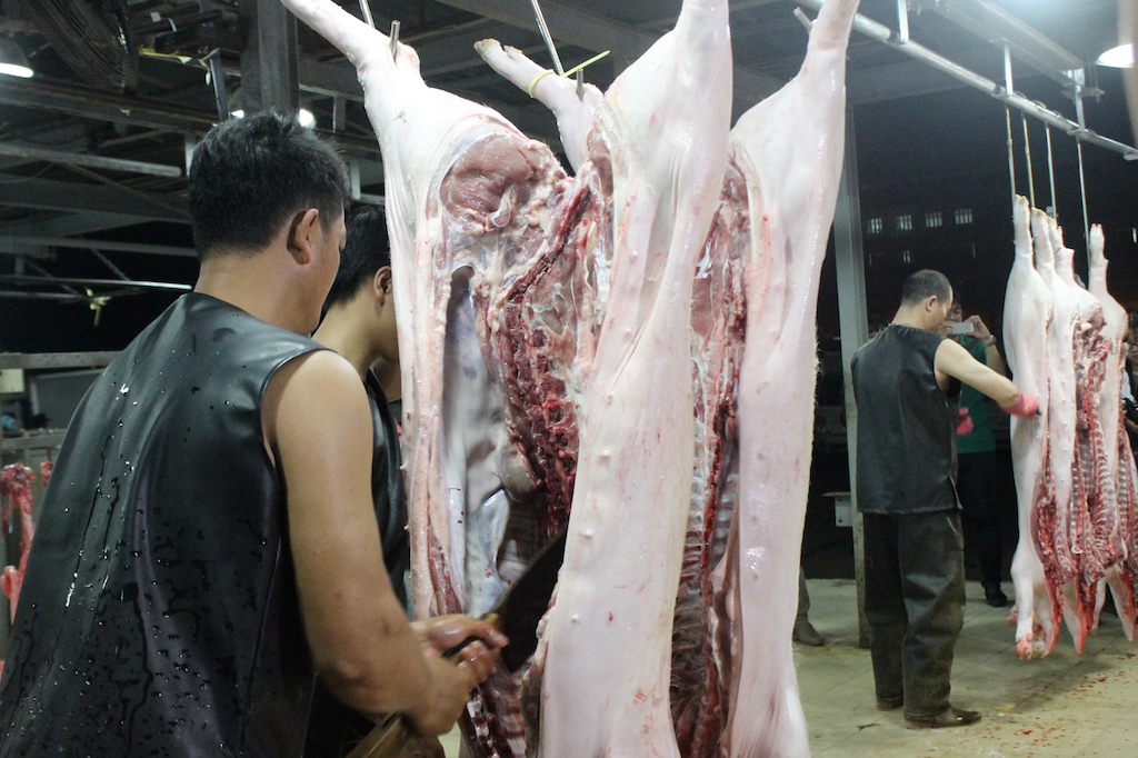 Giá heo hơi hôm nay 24-4: Giảm 3.000 đ/kg, nhập 3.000 lợn giống cụ kị, ông bà
