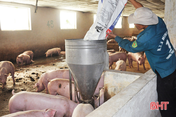 Giá heo hơi hôm nay 24-4: Giảm 3.000 đ/kg, nhập 3.000 lợn giống cụ kị, ông bà